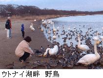 ウトナイ湖畔野鳥