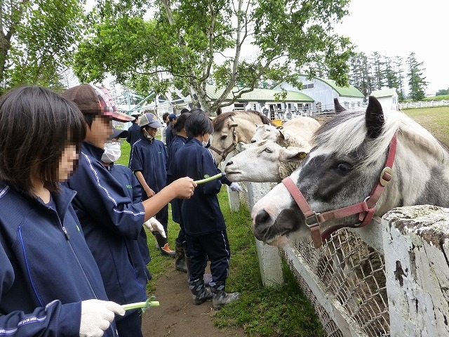 放牧中のポニーと羊