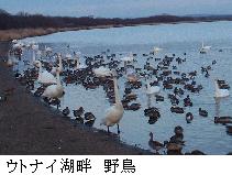 ウトナイ湖畔野鳥