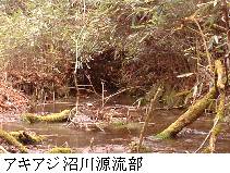 アキアジ沼川源流部