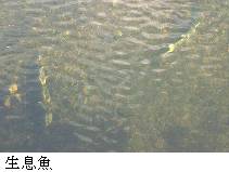 生息魚