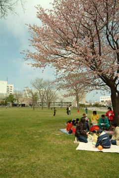 文化公園にある桜