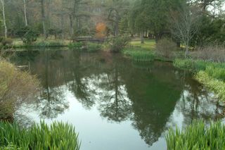 北大研究林にある池の写真