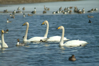 ウトナイ湖の白鳥の写真