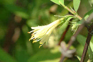 ハスカップの花の写真
