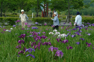 ハナショウブ（錦大沼公園）の写真