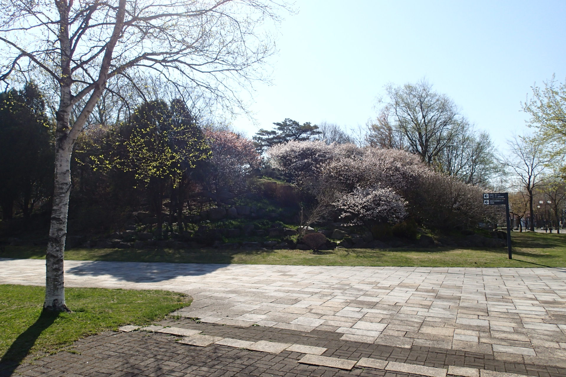 苫小牧市内の桜の見所案内 北海道苫小牧市