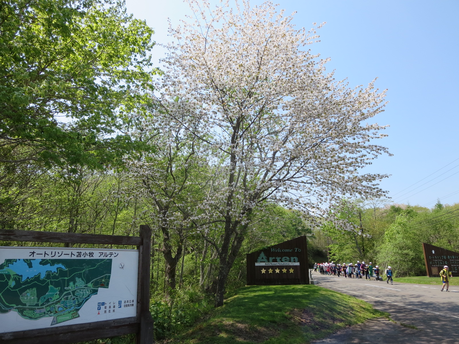 苫小牧市内の桜の見所案内 北海道苫小牧市