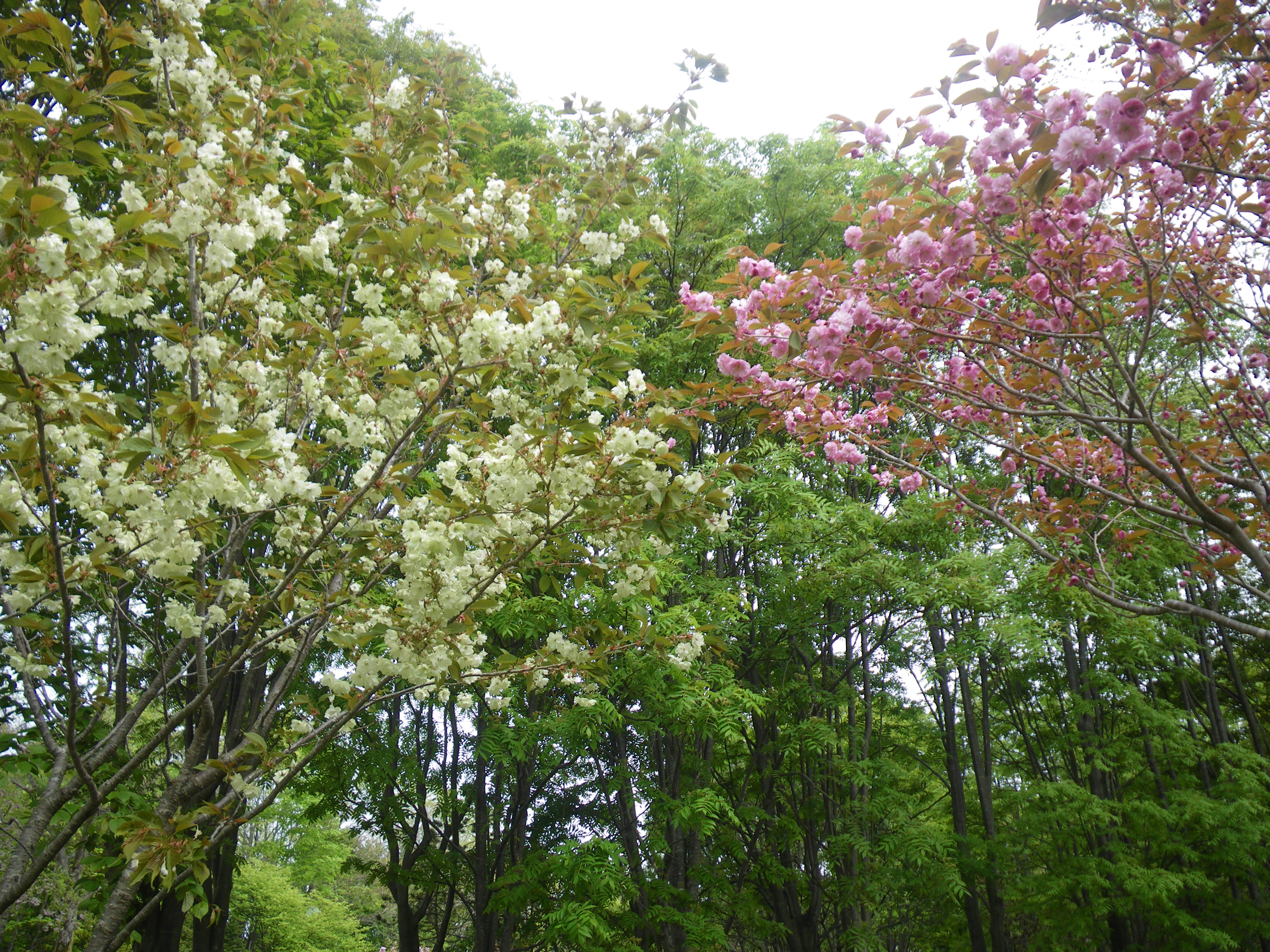 苫小牧市内の桜の見所案内 北海道苫小牧市