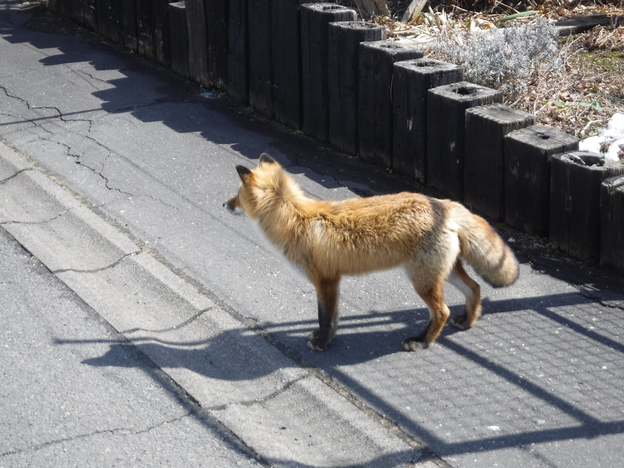 キツネについて 北海道苫小牧市