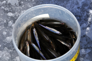 ワカサギたくさん釣れました
