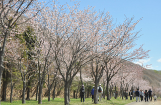 緑ヶ丘公園まつり